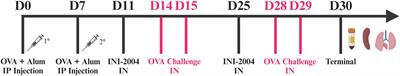 Intranasal administration of a synthetic TLR4 agonist INI-2004 significantly reduces allergy symptoms following therapeutic administration in a murine model of allergic sensitization